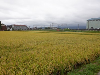 w摜