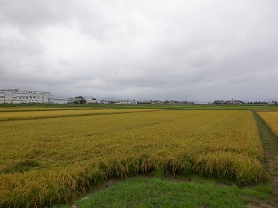 w摜