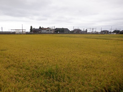 w摜