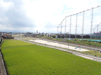 �V�x�R���w�摜