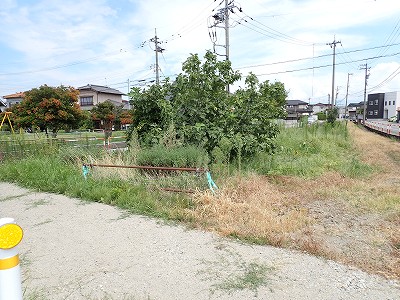 �V�x�R���w�摜