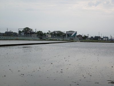 水田