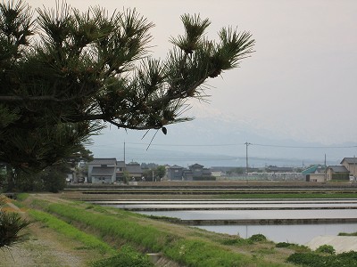 松の木