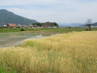 水田と麦畑