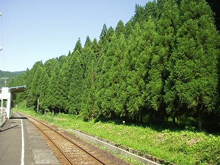 木