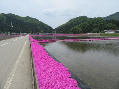 水田の中