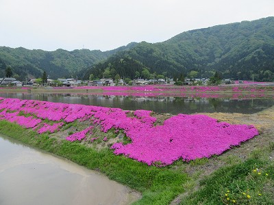 シバザクラ