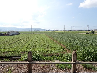 �X�c�w�摜