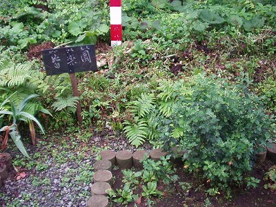 花壇