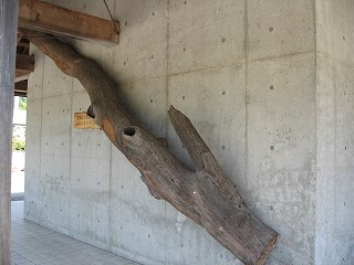 虫川の大杉
