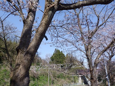 �䗘�����w�摜