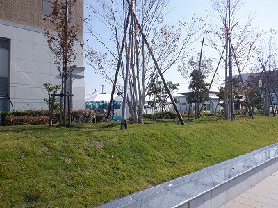 ���ꉷ��w�摜