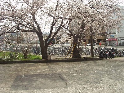 桜