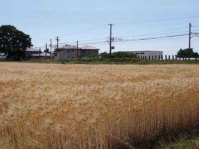�z�������w�摜