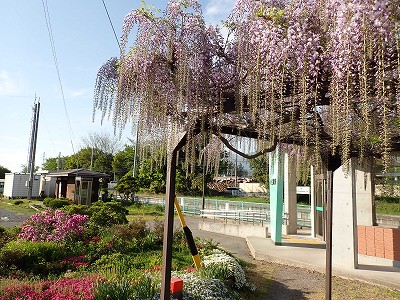 �O���w�摜