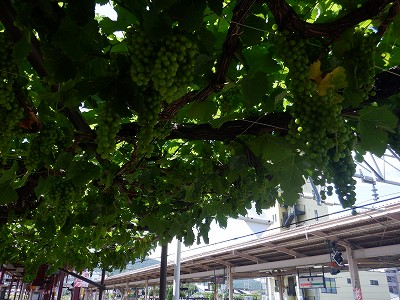 ���K�w�摜