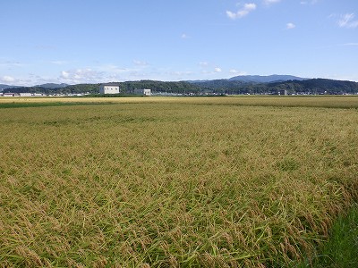 Hw摜