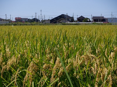 Ɠcw摜