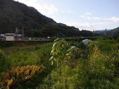 q{w摜