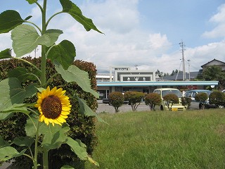 ひまわり