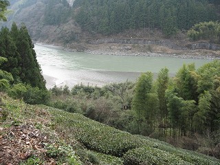 茶畑