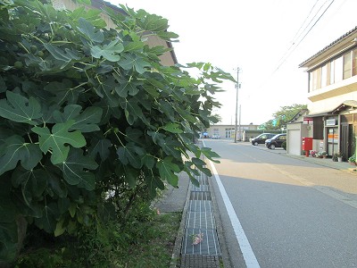 遠景