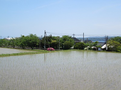 水田