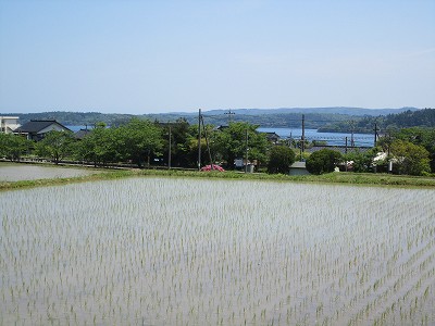 水田