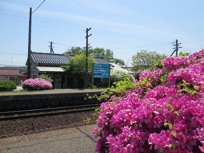 つつじ
