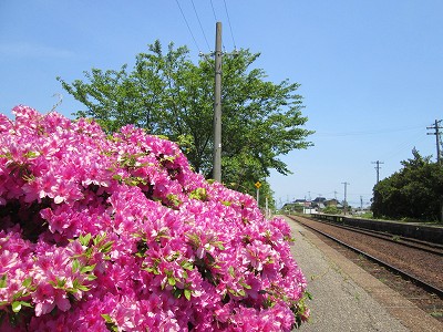 つつじ