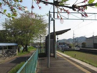 桜