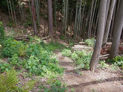zOӉw摜