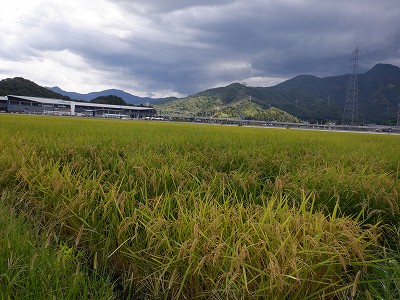zOӉw摜