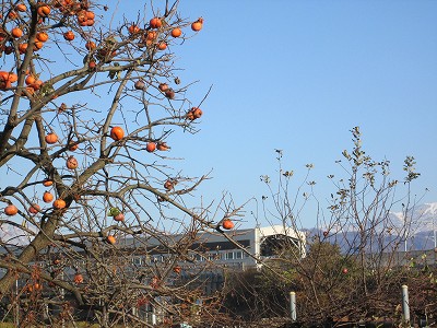 柿など